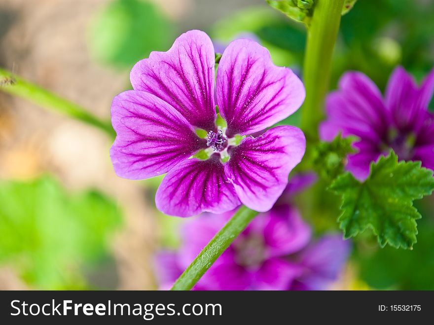 Very beautiful pink flower in garden. Very beautiful pink flower in garden