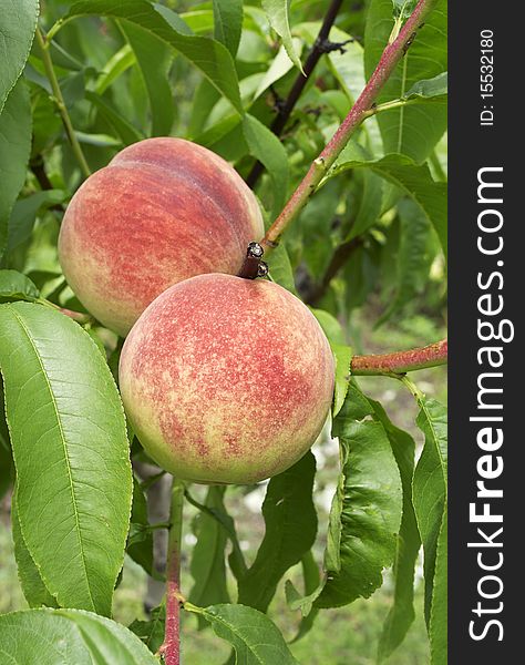 Two ripe peaches on tree