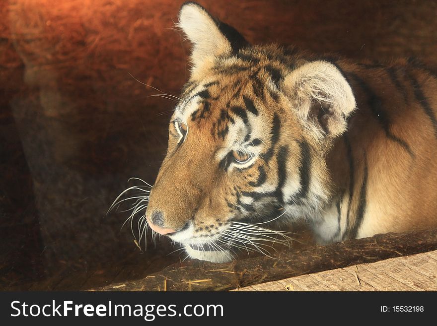 Large tiger behind a glass wall. Large tiger behind a glass wall