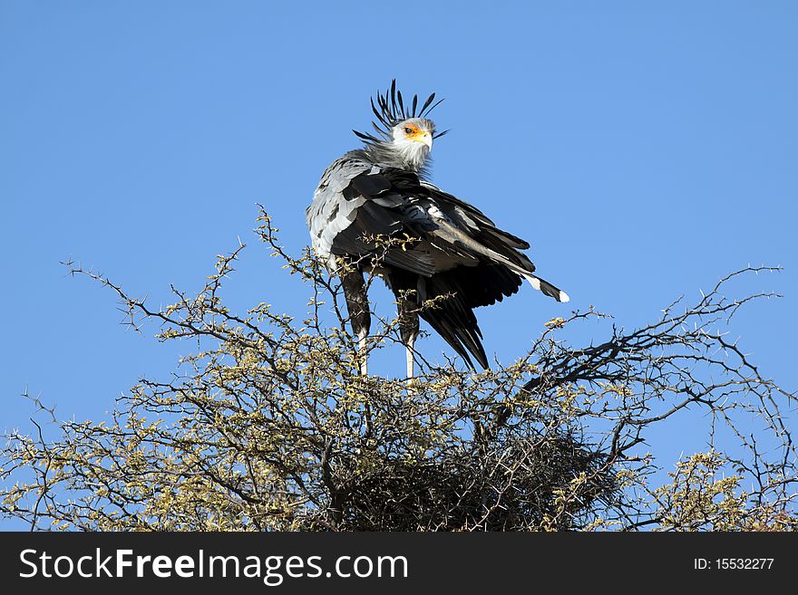 A Male Secretary Bird