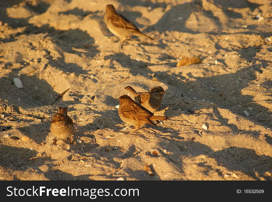 Birds on a golden beach. Birds on a golden beach