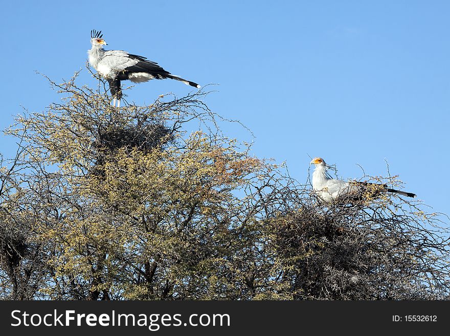 A male and female secretary bird, Sagittarius serpentarius, roosting in a camel thorn tree in the Kgalagadi Transfrontier National Park in South Africa and Botswana. It has loose black feathers behind its head that look like quills that were earlier used as pens. It walks through savannah grassland looking for insects, lizards, rodents and snakes, but it roosts in the tops of trees.