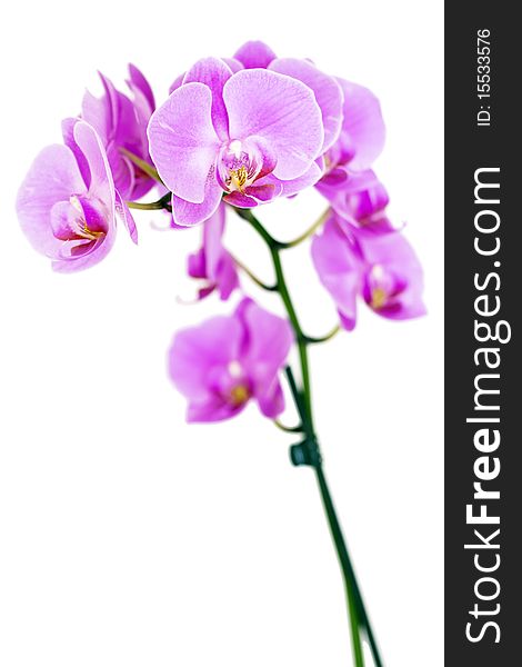 Beautiful pink Orchid, isolated on a white background. Beautiful pink Orchid, isolated on a white background.