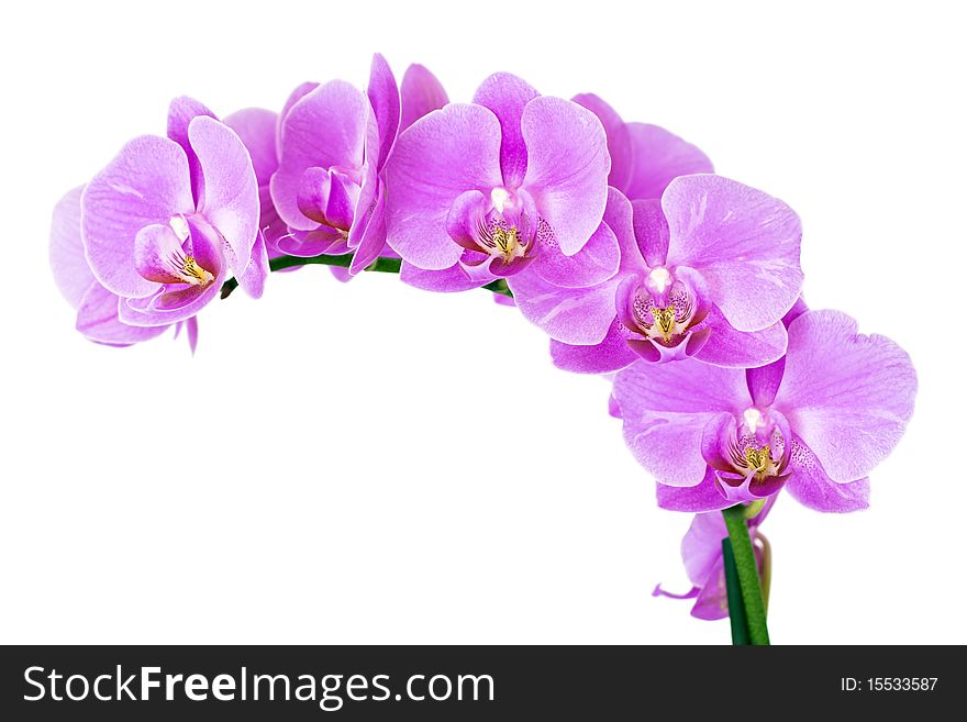 Beautiful pink Orchid, isolated on a white background. Beautiful pink Orchid, isolated on a white background.