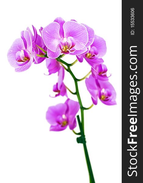 Close-up of a white orchid with pink spots