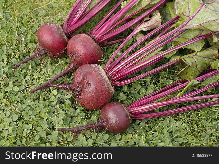Freshly Picked Beetroots On Grass