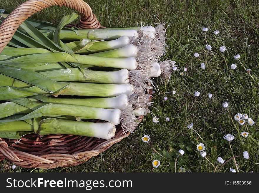 Leeks With Roots On Basket