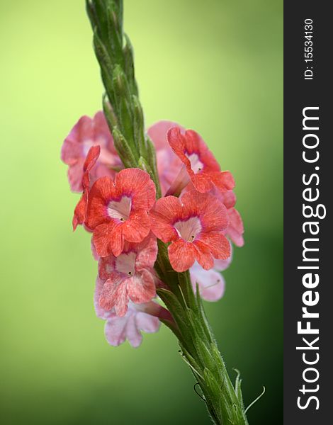 A tropical pink flower in a green background