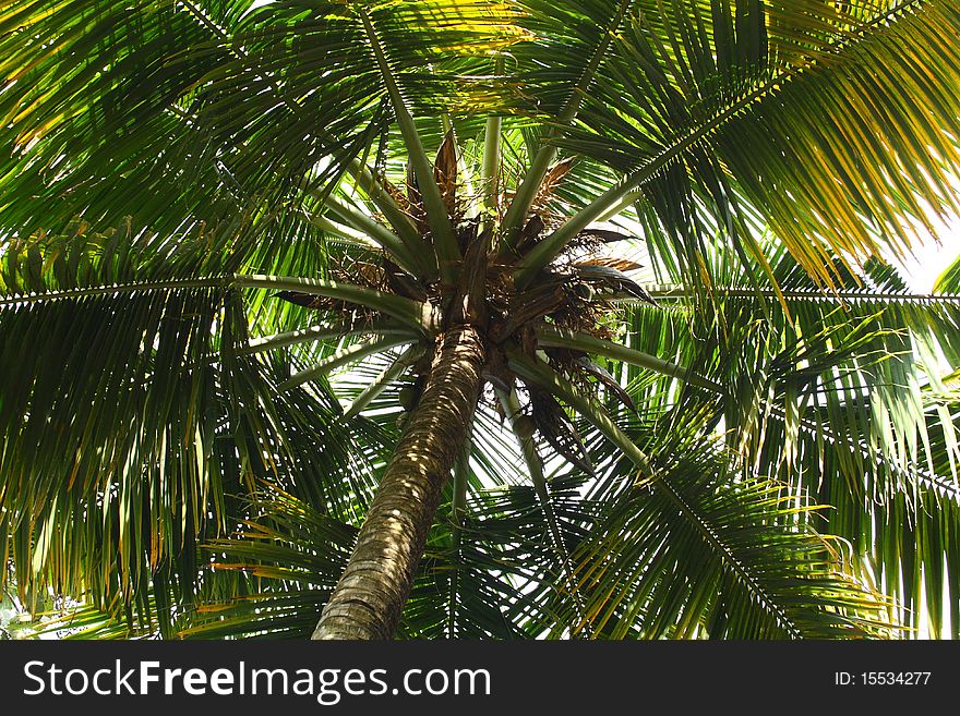 Bottom view of a tropical coconut tree top