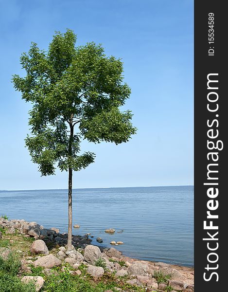 Lonely tree with blue sky and sea