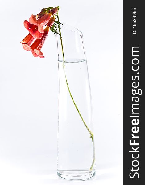 Three red flowers in transparent vase isolated