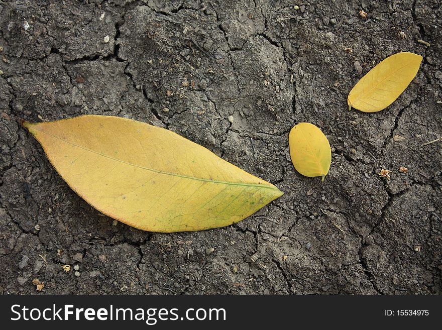 Three yellow fallen leaves on surface.