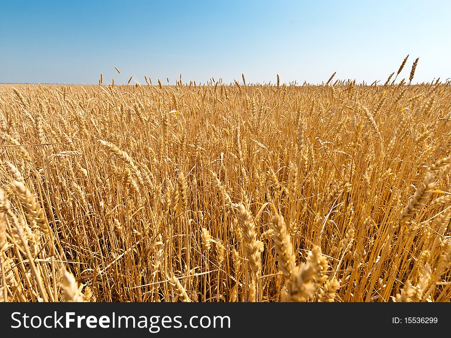 Golden wheat close up. Nature.