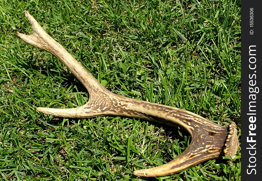 Detail photo of the deer antlers background