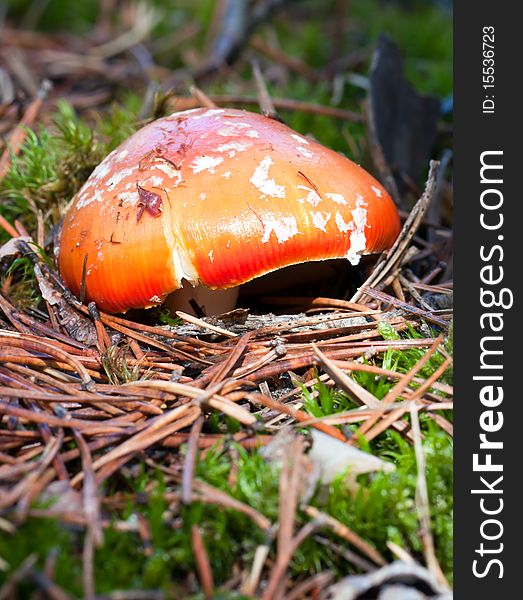Red mushroom on the forest, Teruel province (Spain). Red mushroom on the forest, Teruel province (Spain)