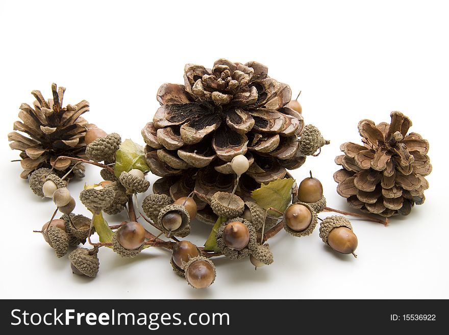 Fir cone with acorn