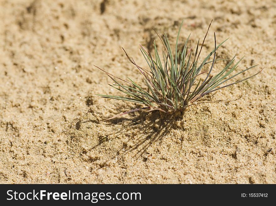 Desert Grass Tussock