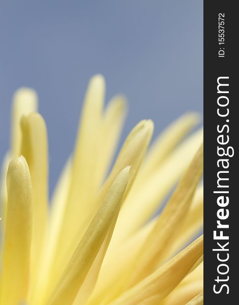 Close-up yellow aster flower on blue sky background with selective focus. Close-up yellow aster flower on blue sky background with selective focus