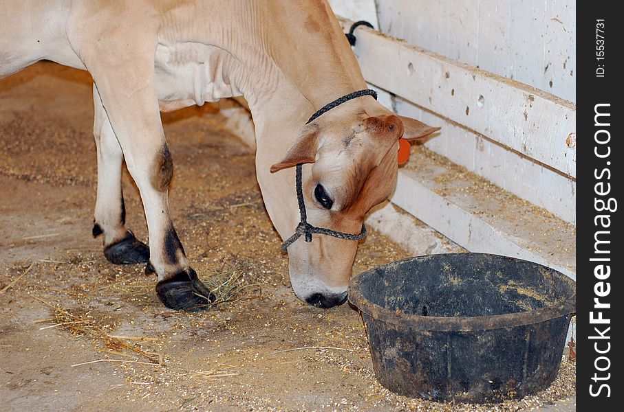 Calf eating grain from a bucket.