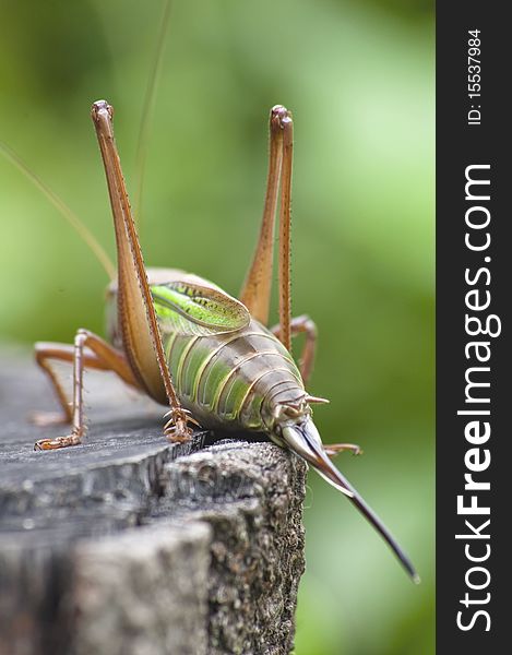 A back side grasshoper photo