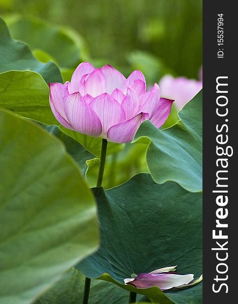 Pink lotus sorounded by green leaf. Pink lotus sorounded by green leaf
