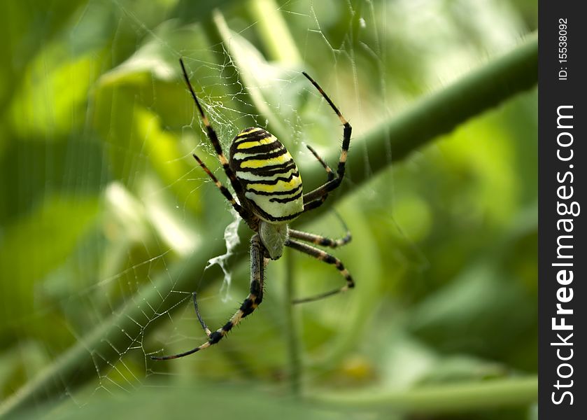 Spider Argiope Bruennichi