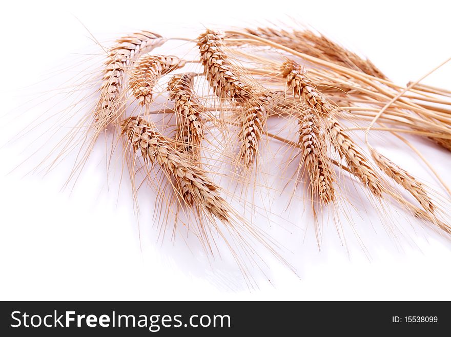 Wheat ears on  white. Natural background. Wheat ears on  white. Natural background