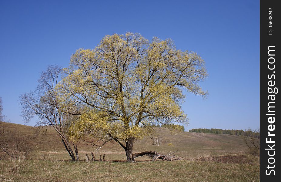 Big tree in early spring