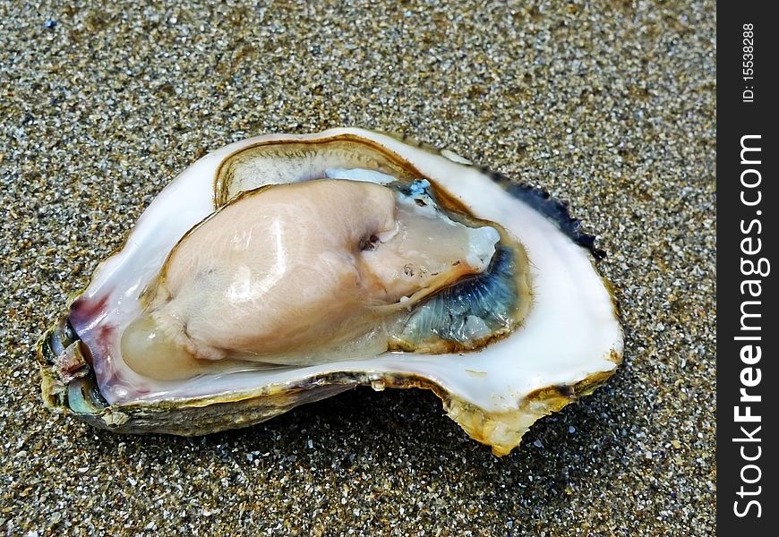 Open oyster eatable shell