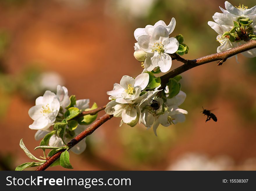 Branch of a blossoming apple tree. Branch of a blossoming apple tree