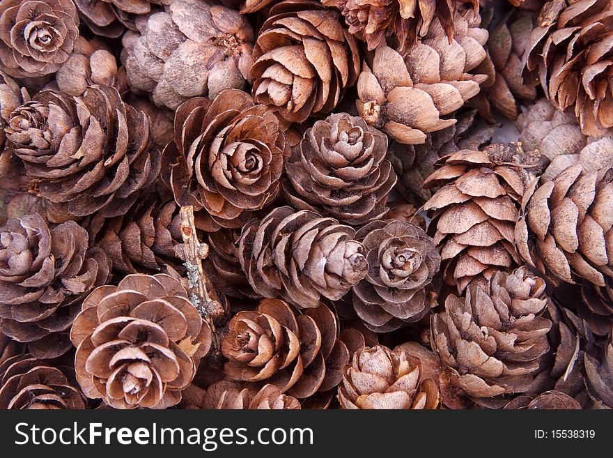 Grunge background of pine cones