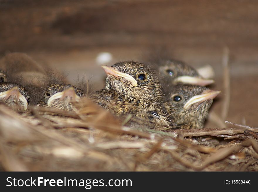 Little chicks in the nest