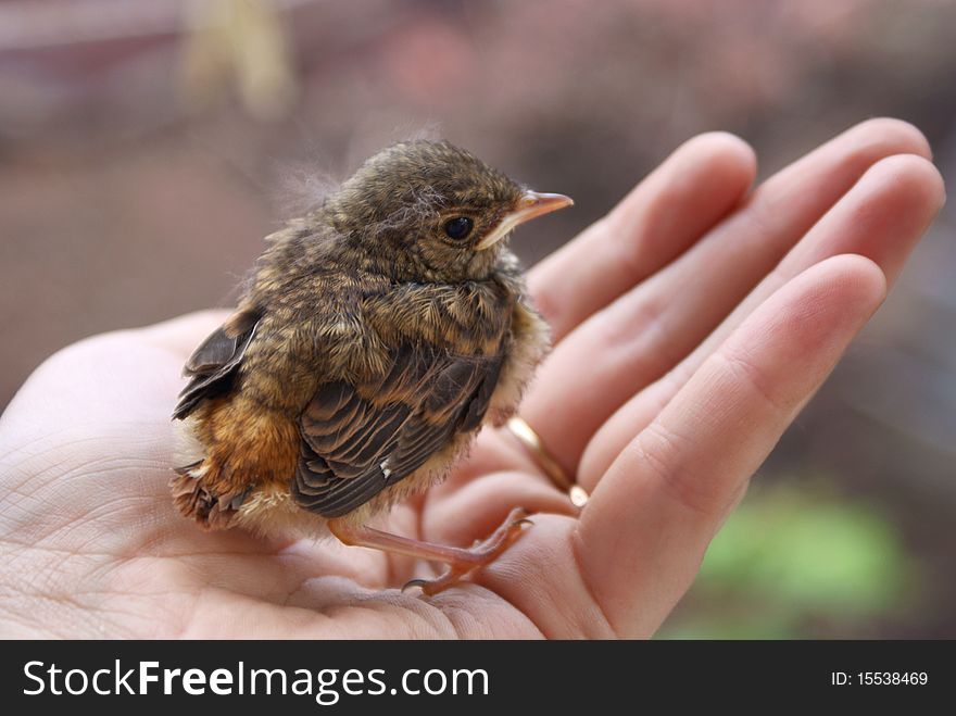 Little chick on human hand