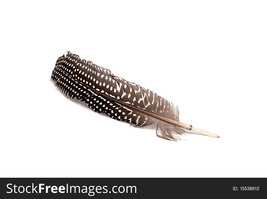 A feather on a white background