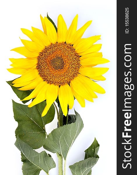 The beautiful sunflower isolated on a white background