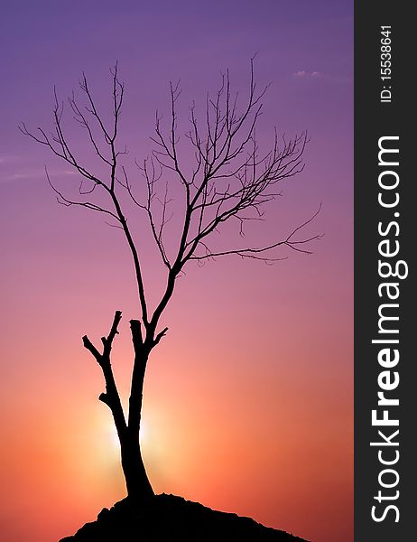 Tree on a sunset