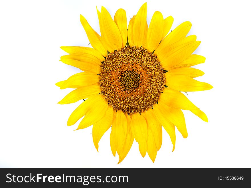The beautiful sunflower isolated on a white background