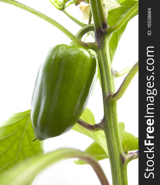 Green pepper on white background