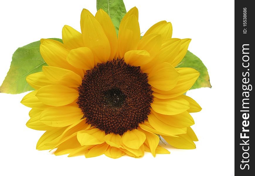 Beautiful sunflower on white background