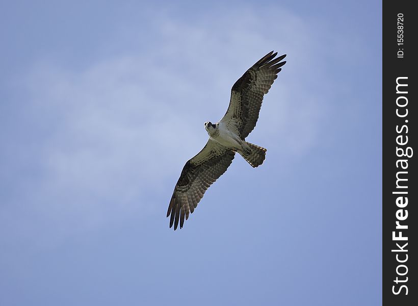 An Osprey in flight against a blue sky looking down