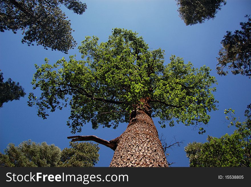 Oak tree surrounded by other trees