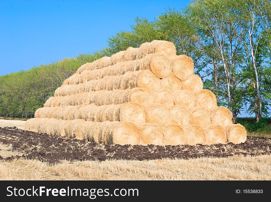 Harvest of rye