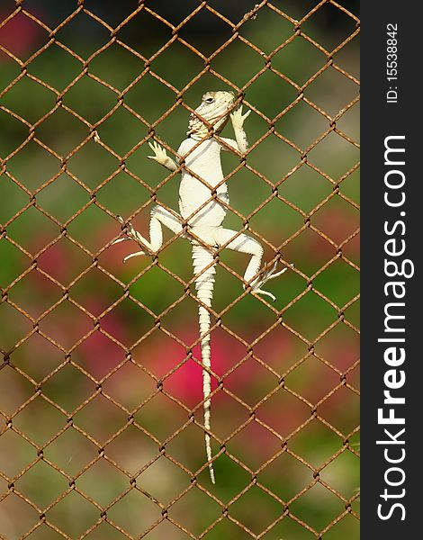 A starred agama lizard climbing up the fence. A starred agama lizard climbing up the fence.