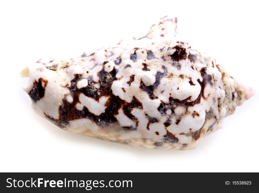 Sea shells isolated on white background. Sea shells isolated on white background