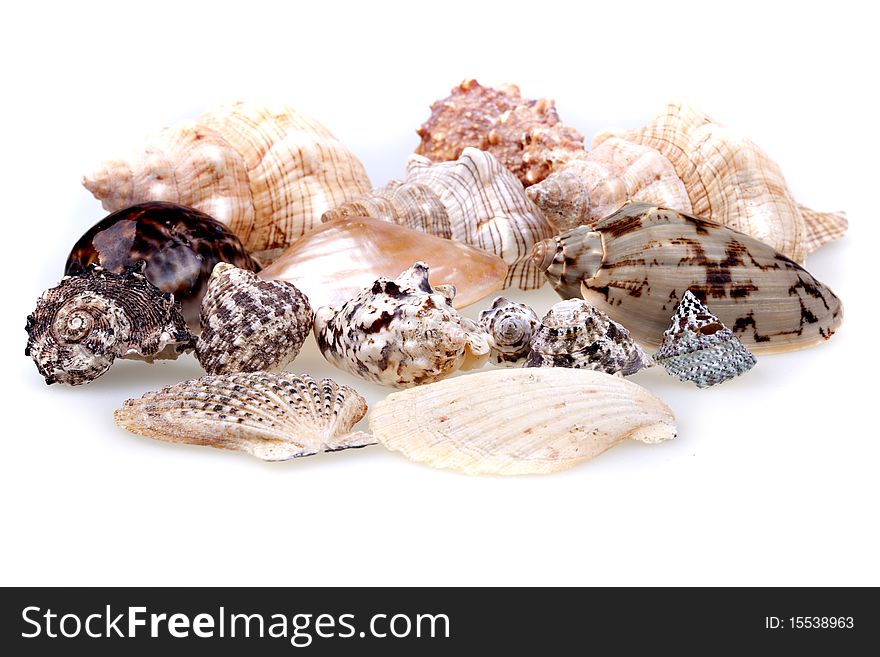 Seashells collection isolated on white