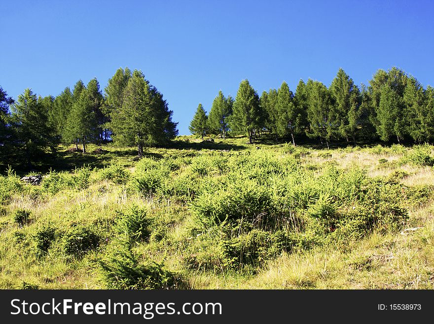Trees in a meadow of mountain. Trees in a meadow of mountain