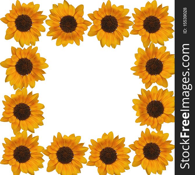 Yellow sunflower backgrounds on white