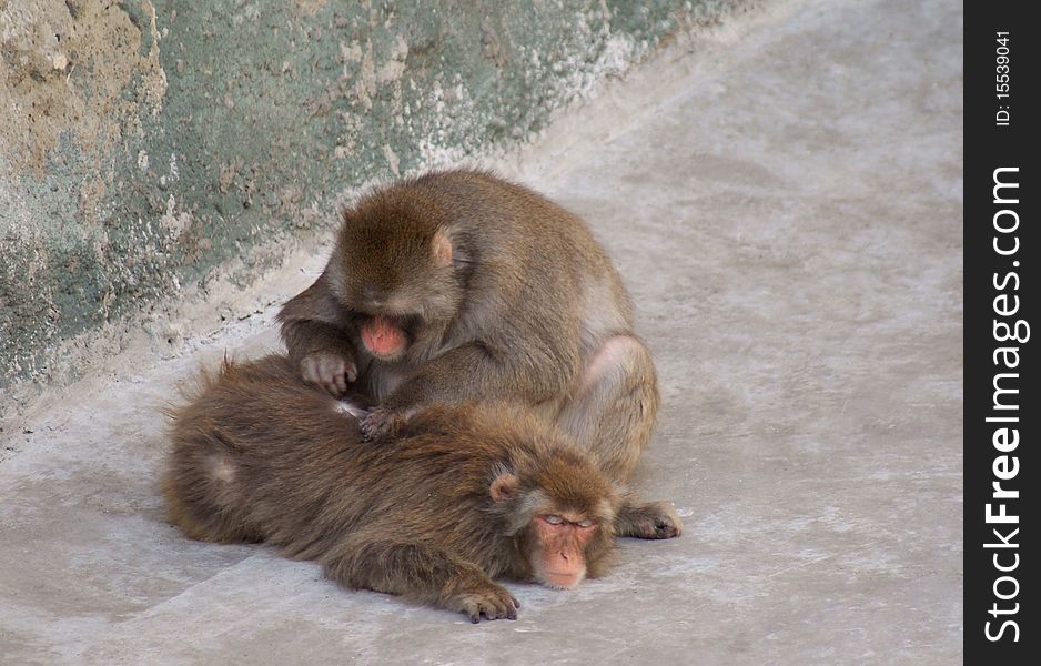 Japanese macaque in Moscow zoo