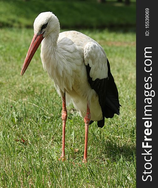 Large stork walking on a natural green grass. Large stork walking on a natural green grass