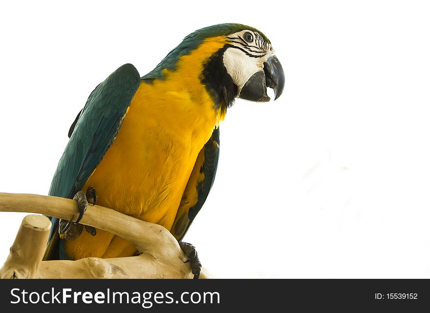 Blue and gold female macaw on a wooden perch. Blue and gold female macaw on a wooden perch.